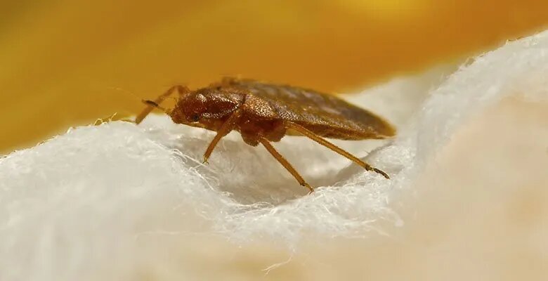 Bedbug-1