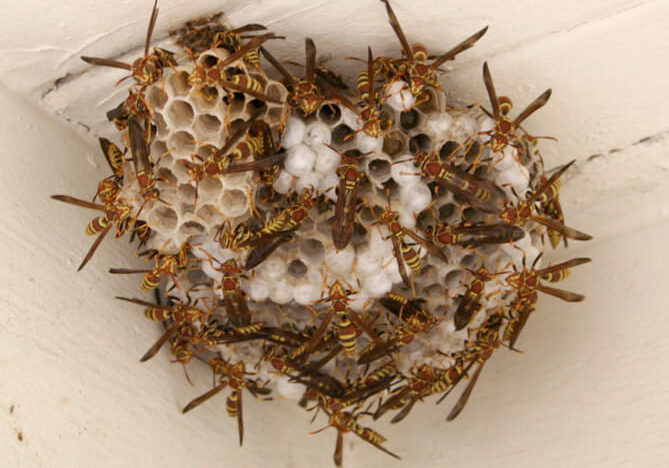 Wasps/Hornets